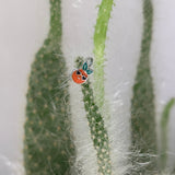 20G 5/16 Citrus Fun Orange Fruit Nose Hoop