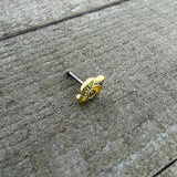 20G 1/4 Bold Peacock Feather Golden Nose Bone